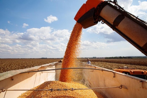 08:17 - 
							Produtores de milho terão que produzir 142 sacas por hectare para cobrir custos totais na safra 24/25