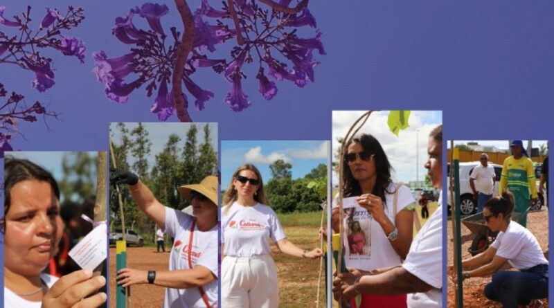 Ipês simbolizam memória e luta contra feminicídios em Mato Grosso