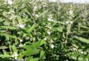 09:06 - 
							Pulses ganham força como terceira safra e prometem rentabilidade maior que milho e soja em MT