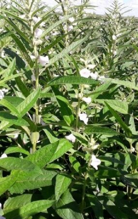 09:06 - 
							Pulses ganham força como terceira safra e prometem rentabilidade maior que milho e soja em MT