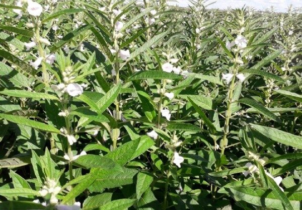 09:06 - 
							Pulses ganham força como terceira safra e prometem rentabilidade maior que milho e soja em MT