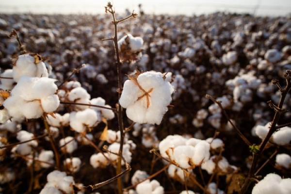 13:50 -
Mato Grosso lidera exportações de pluma e responde por mais de 67% dos embarques nacionais