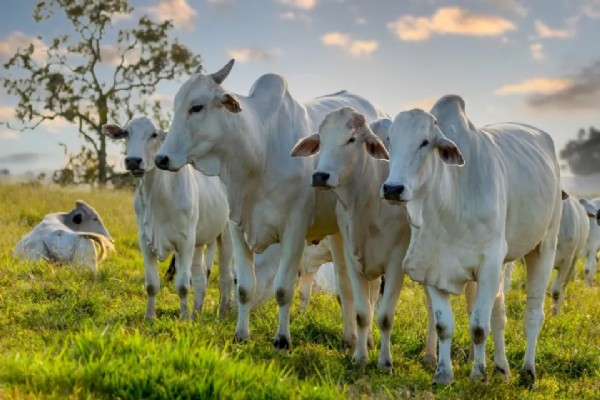 16:04 - 
							Mato Grosso abateu mais de 600 mil bovinos em maio deste ano, aponta levantamento