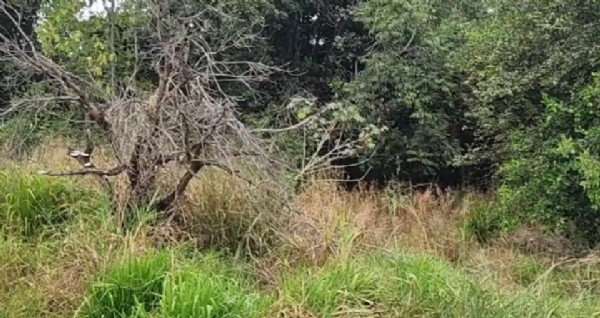 14:50 - 
							Homem é encontrado morto dentro de reserva florestal; latinha foi encontrado ao lado do corpo