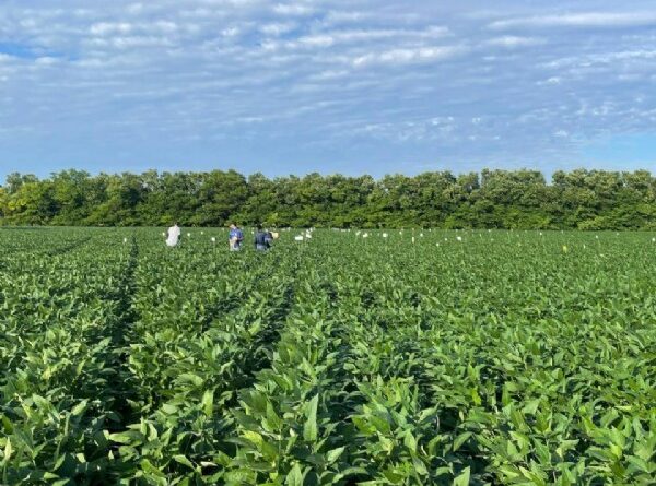 17:59 - 
							Pesquisa aponta efeitos promissores da aplicação de calcário e gesso na produtividade da soja em Mato Grosso