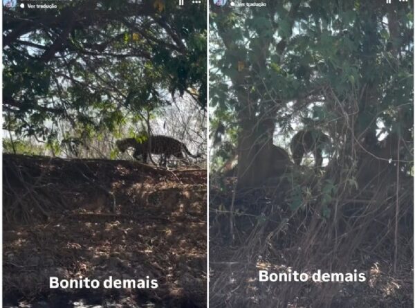 16:42 - 
							No Pantanal com Zé Felipe, Ana Castela flagra onça durante passeio de barco