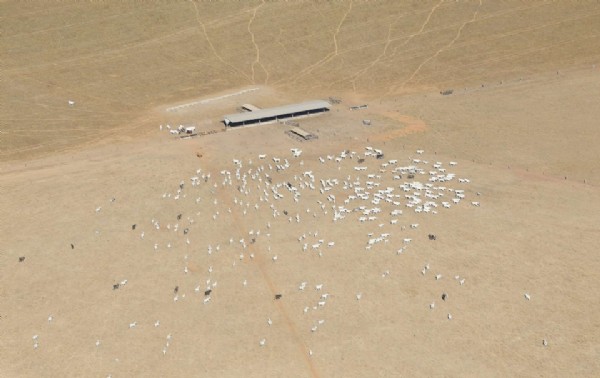 17:08 - 
							Greenpeace denuncia que gado criado ilegalmente em TI contaminou cadeia da JBS; frigorífico aponta falha de ONG