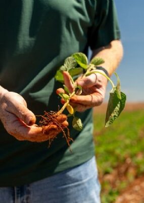 10:53 - 
							Plantio de soja se estende e irregularidade das chuvas preocupa produtores em todo o Mato Grosso
