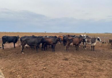 17:40 - 
							Melhoramento genético moderniza rebanhos leiteiros e aumenta produtividade da agricultura familiar em Mato Grosso