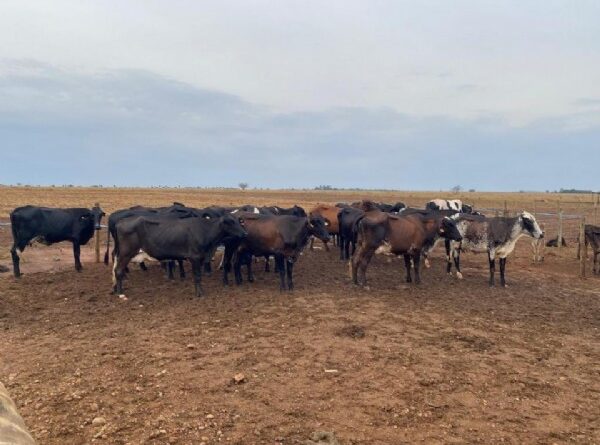 17:40 - 
							Melhoramento genético moderniza rebanhos leiteiros e aumenta produtividade da agricultura familiar em Mato Grosso