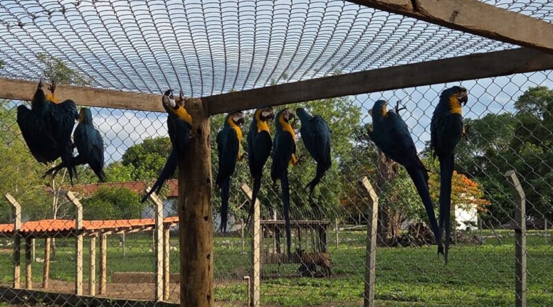 Dezoito filhotes e juvenis foram destinados pela Sema para Área de Soltura de Animais Silvestres em Cocalinho