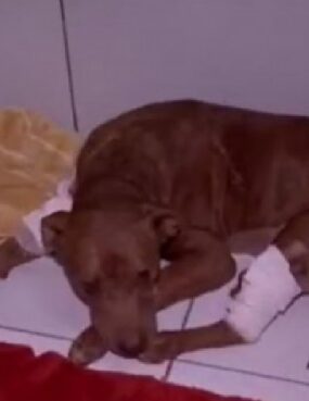 15:35 - 
							Cachorro encontrado vivo e enterrado recebe nome de 'Vivente' e seguirá para adoção em breve