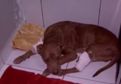 15:35 - 
							Cachorro encontrado vivo e enterrado recebe nome de 'Vivente' e seguirá para adoção em breve