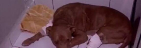 15:35 - 
							Cachorro encontrado vivo e enterrado recebe nome de 'Vivente' e seguirá para adoção em breve