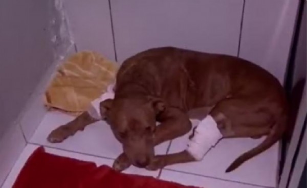 15:35 - 
							Cachorro encontrado vivo e enterrado recebe nome de 'Vivente' e seguirá para adoção em breve