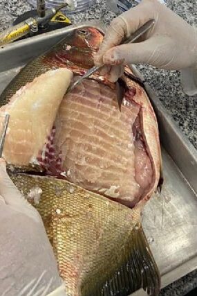 09:38 - 
							Embrapa e UFMT identificam presença de Salmonella em mais de 30% dos peixes de viveiros de MT