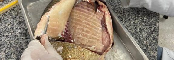 09:38 - 
							Embrapa e UFMT identificam presença de Salmonella em mais de 30% dos peixes de viveiros de MT