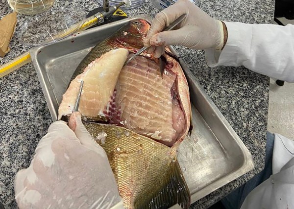 09:38 - 
							Embrapa e UFMT identificam presença de Salmonella em mais de 30% dos peixes de viveiros de MT