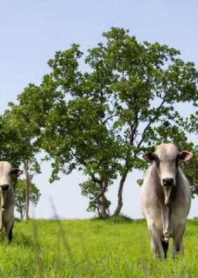 12:01 - 
							Mato Grosso lidera abate de bovinos e exportações de carne em 2025