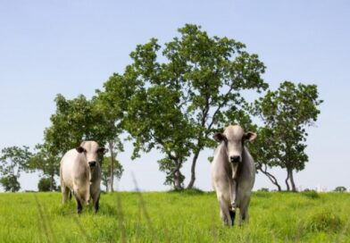 12:01 - 
							Mato Grosso lidera abate de bovinos e exportações de carne em 2025