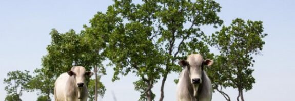 12:01 - 
							Mato Grosso lidera abate de bovinos e exportações de carne em 2025