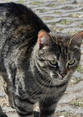 12:26 - 
							Homem degola gato no meio da rua e diz que vizinhos serão os próximos