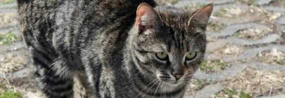 12:26 - 
							Homem degola gato no meio da rua e diz que vizinhos serão os próximos